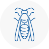 Holyhead Wasp Nest Removal